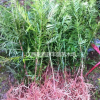 红豆杉苗木供应/红豆杉小苗价格/红豆杉供应商/江西红豆杉价格