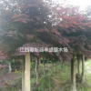 大量便宜供应红枫 樱花 深山含笑 木荷 枫香 青枫 红豆杉