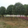 江西贵州地区供应马褂木 桂花 乐昌含笑 罗汉松 青枫香樟