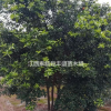 大量香泡树、多杆香泡树价格、单杆香泡树价格、丛生香泡树价格