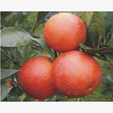 重庆市江津区果苗批发 柑橘类新品种之塔罗科血橙 果树苗木