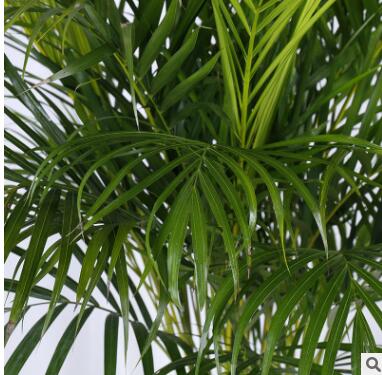 散尾葵大型绿植袖珍椰子客厅室内盆栽花卉盆景凤尾竹吸甲醛图3