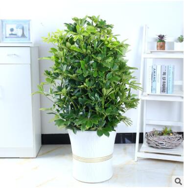 室内大型客厅办公盆栽花卉八方来财鸭脚木鸭掌木观叶植物招财树图3