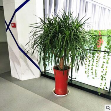 龙须树大型绿植多头龙血树龙铁树室内客厅盆栽花卉植物办公室盆景图1