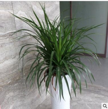 龙须树大型绿植多头龙血树龙铁树室内客厅盆栽花卉植物办公室盆景图3