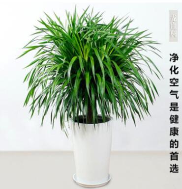 龙须树大型绿植多头龙血树龙铁树室内客厅盆栽花卉植物办公室盆景图2