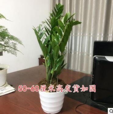 金钱树摇钱树室内客厅大绿植盆栽盆景花卉吸甲醛观叶招财植物图1