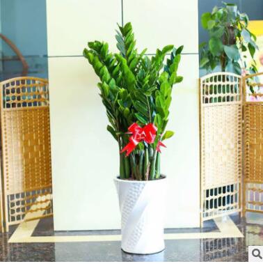 金钱树摇钱树室内客厅大绿植盆栽盆景花卉吸甲醛观叶招财植物图2