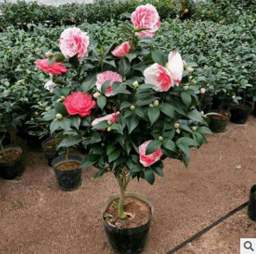山茶花批发 五色香妃盆栽 室内庭院种植云南茶花树苗 带花苞发图1