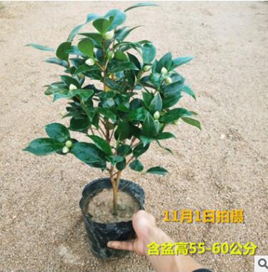 山茶花批发 五色香妃盆栽 室内庭院种植云南茶花树苗 带花苞发图2