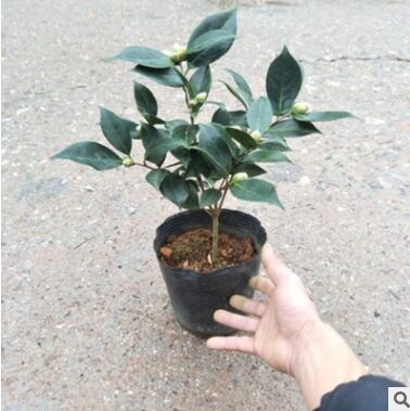 山茶花批发 五色香妃盆栽 室内庭院种植云南茶花树苗 带花苞发图3