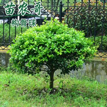 出售四季常青无刺枸骨球 圣诞果 无刺枸骨果 大小规格齐全图1
