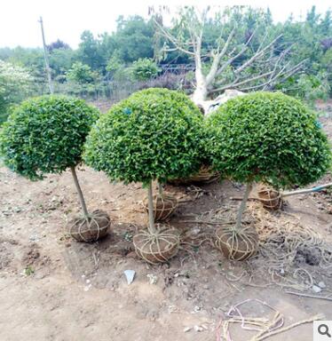 小叶女贞造型 小叶女贞球 常青植物 绿化苗木 庭院绿化 四季图1