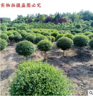 小叶女贞造型 小叶女贞球 常青植物 绿化苗木 庭院绿化 四季图2
