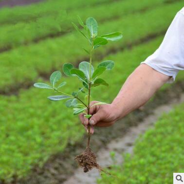 海桐苗 海桐树苗 海桐球四季常青气味芳香驱蚊虫绿植物围墙绿篱图1