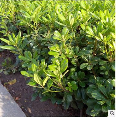 海桐苗 海桐树苗 海桐球四季常青气味芳香驱蚊虫绿植物围墙绿篱图3