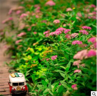 基地直销 绣线菊花木观叶观花彩色绿化工程公园 庭院花卉植物耐寒图2