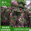 红花紫荆 红花洋羊蹄甲规格齐全基地批发。行道园林景观绿化工程