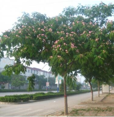 合欢树苗 庭院花卉植物芙蓉树 绒花树苗合欢苗合欢小苗遮阴树木