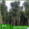 骨架切杆香樟福建规格齐全基地批发厂家直销行道园林景观绿化工程