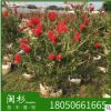 美化花红千层福建规格齐全基地批发厂家直销行道园林景观绿化工程