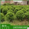 非洲茉莉球福建规格齐全基地批发。厂家直销行道园林景观绿化工程