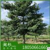 大腹肚木棉 福建规格齐全基地批发 樱花木棉行道园林景观绿化工程