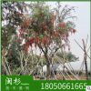 串钱柳福建规格齐全基地批发。厂家直销行道庭院园林景观绿化工程
