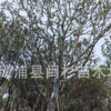 基地直销 朴树 单杆朴树 丛生朴树 地产货 多种规格齐全 价格实惠