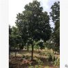 菠萝蜜 福建苗木基地批发。厂家直销行道庭院园林景观绿化工程