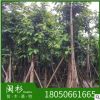 现货特卖芒果树 福建基地批发 厂家直销行道庭院园林景观绿化工程