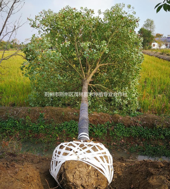 湖北香樟树 香樟树价格 荆州香樟树批发/供应