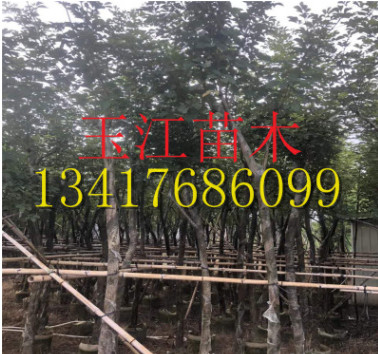 广东黄花风铃木产地直销绿植物工程风景树供应价格实在绿化景观树