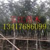 广东黄花风铃木产地直销绿植物工程风景树供应价格实在绿化景观树