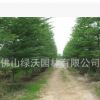 供应13公分精品细叶榄仁、小叶榄仁、园林绿化苗木、庭院风景树