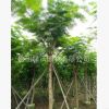 大量供应10-12公分移栽凤凰木,假植凤凰木，袋苗凤凰木