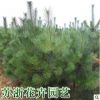 大量批发优质绿化树苗 黑松小苗 黑松树苗 黑松苗 四季常青植物