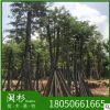 蓝南洋楹 福建苗木基地批发。厂家直销行道庭院园林景观绿化工