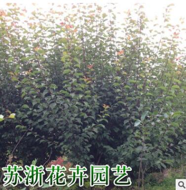 美人梅 绿化树 花灌木 基地直销批发价格 观花观叶植于庭院路旁