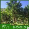 小叶榕 细叶榕 福建苗木基地批发。厂家直销行道庭院园林景观绿化