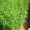 苗圃直销 绿化苗木 绿色植物 水腊苗 规格齐全
