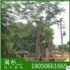 台湾栾树 福建苗木基地批发。厂家直销行道庭院园林景观绿化工程