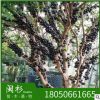 特价树葡萄神秘树福建苗木基地批发厂家直销行道庭院园林景观绿化