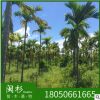 假槟榔福建苗木基地批发三药厂家直销行道庭院园林景观绿化工程