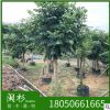 福建省 火焰木苗木基地批发 厂家直销行道庭院园林景观绿化工程