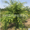 鸡爪槭  灌木 乔木 行道树 规格齐全 园林 绿化 萧山苗