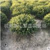 龟甲冬青球  绿化 灌木 常绿型 苗木 规格 品种 齐全