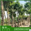 麻楝 福建规格齐全基地批发。厂家直销行道庭院园林景观绿化工程