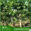 菩提树 福建苗木基地批发。厂家直销行道庭院园林景观绿化工程