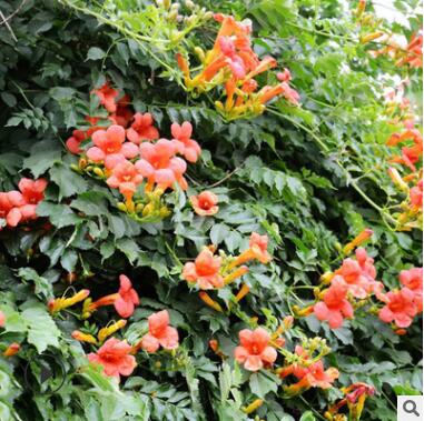 凌霄花苗 庭院阳台攀援花卉植物围墙装饰美国凌霄花树 绿化苗木